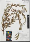 Foto von Salix alba L.